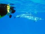 oahu dolphin watch oahu dolphin watch